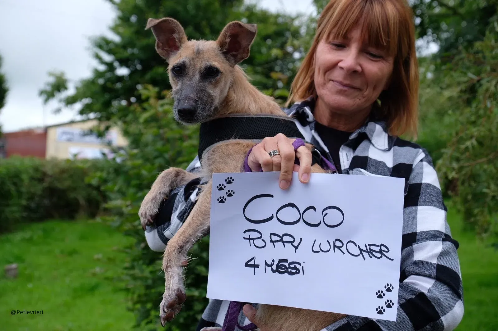 Coco Lurcher Puppy Adozione Levrieri 8