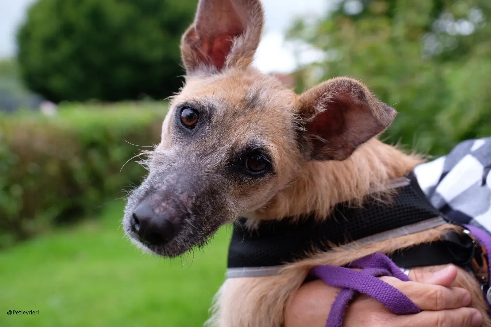 Coco Lurcher Puppy Adozione Levrieri 9