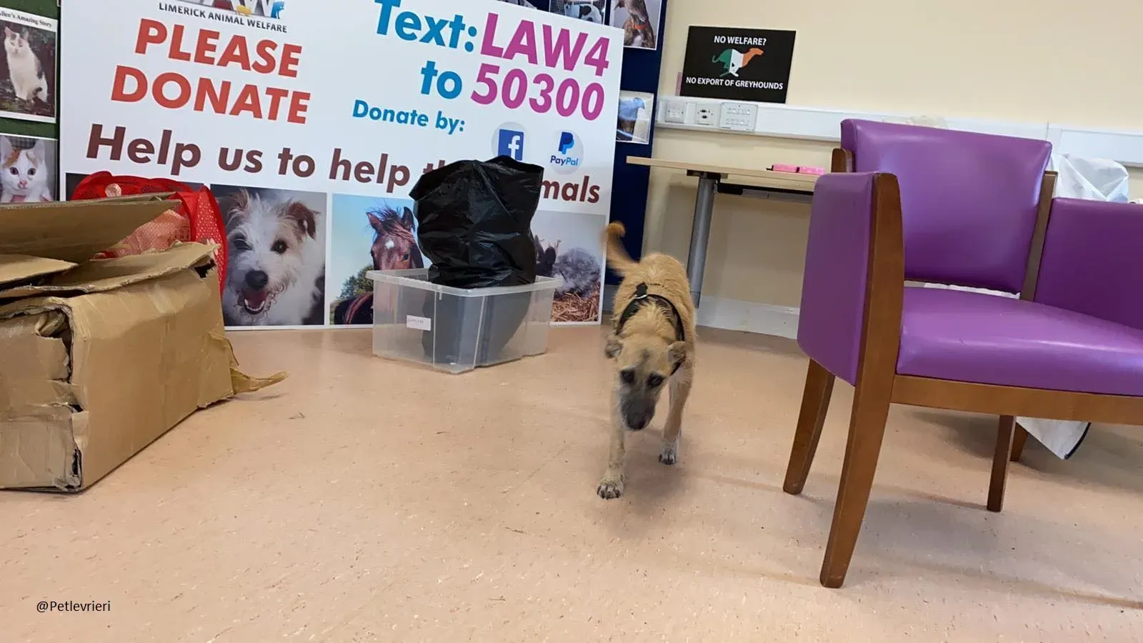 Coco Lurcher puppy pet adozione levrieri 2