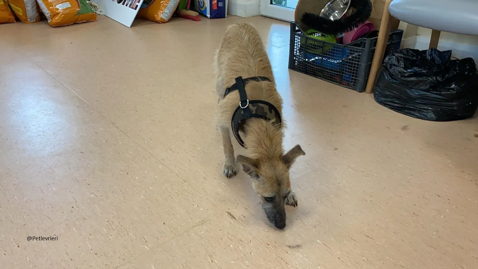 Coco Lurcher puppy pet adozione levrieri 3