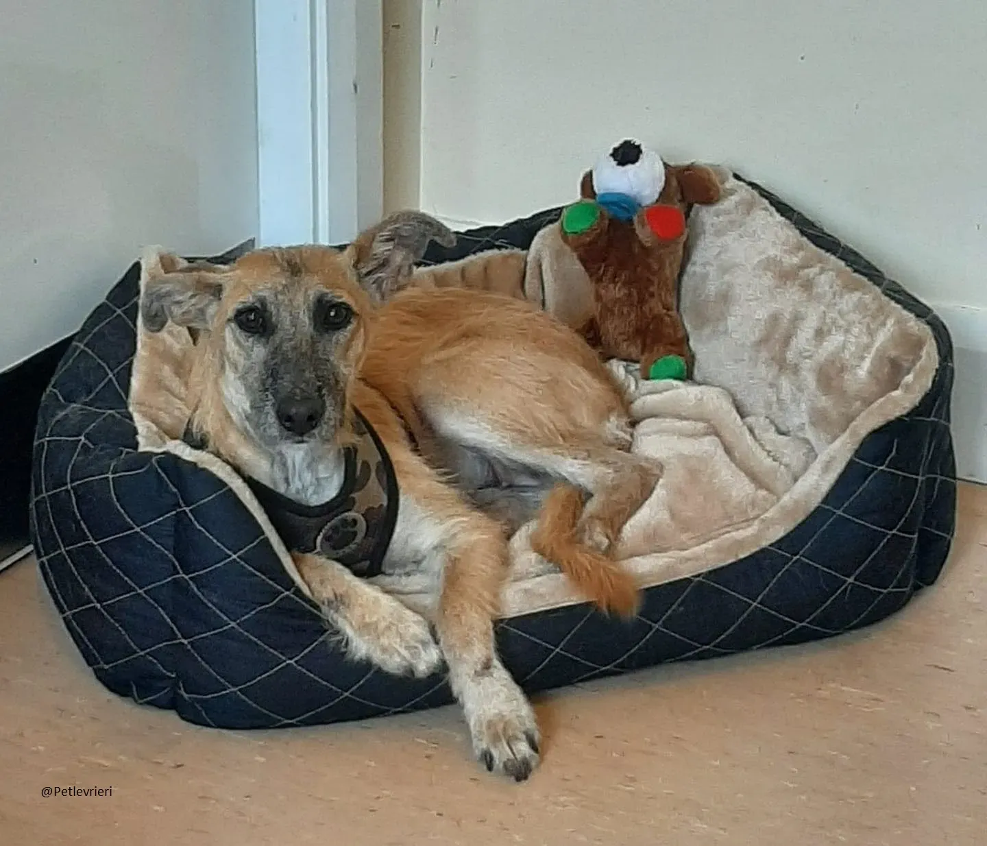 Coco Lurcher puppy pet adozione levrieri 4