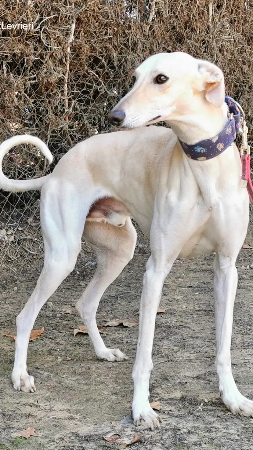 Coco adozione galgo pet levrieri 1 2