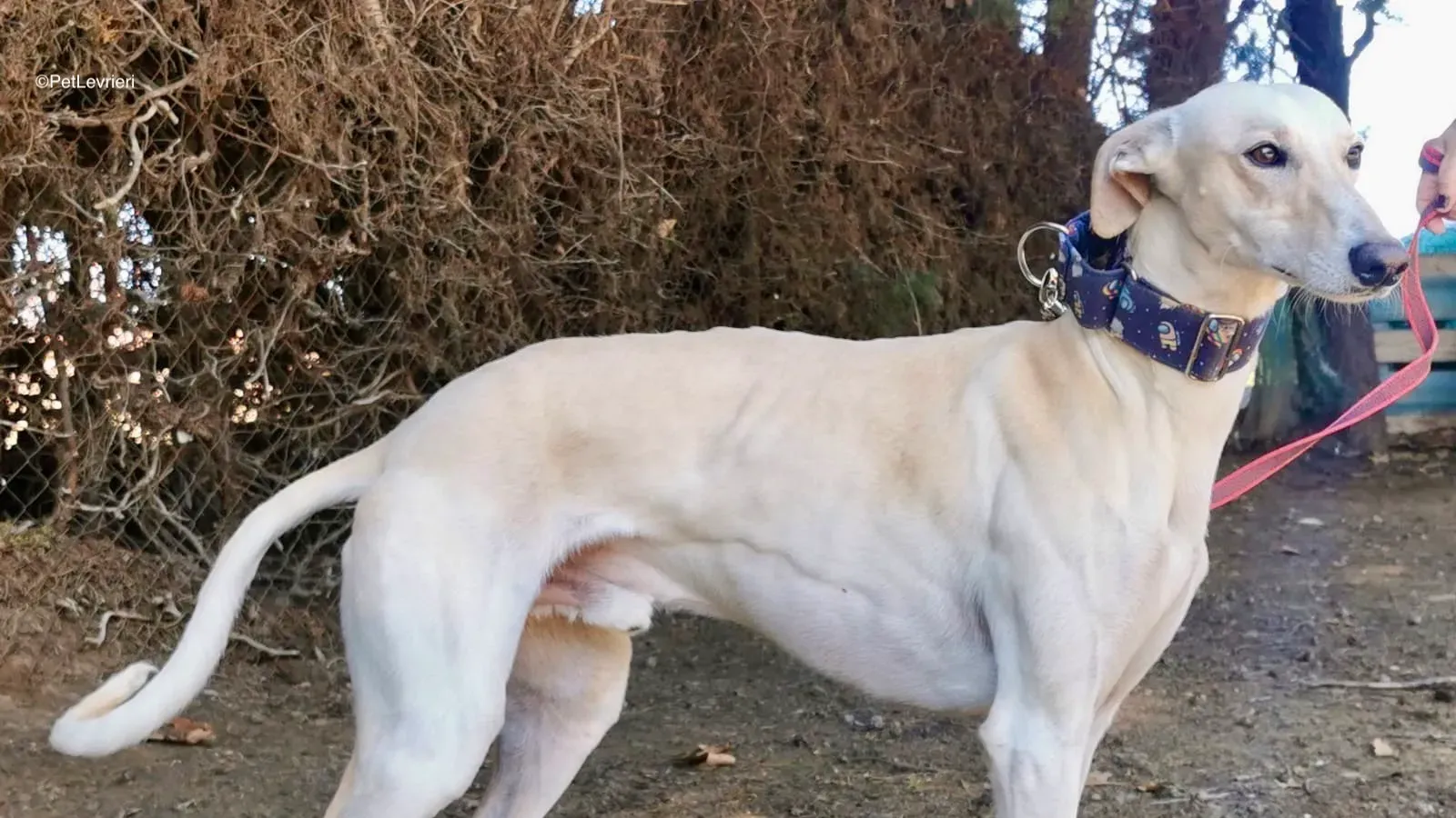 Coco adozione galgo pet levrieri 2 2
