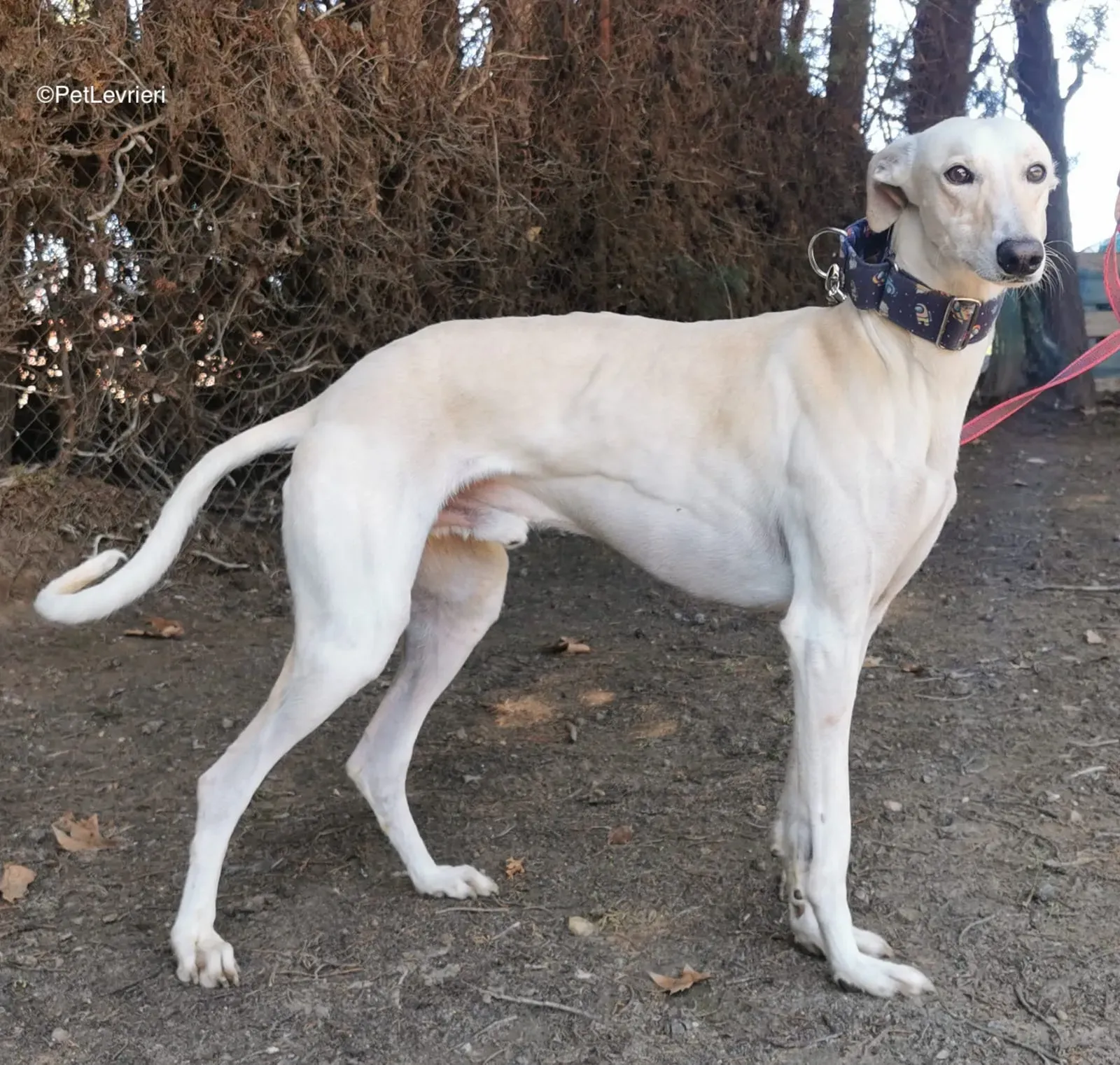 Coco adozione galgo pet levrieri 3