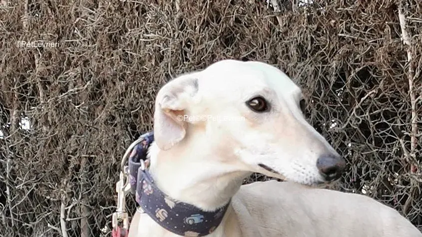 Coco adozione galgo pet levrieri 4