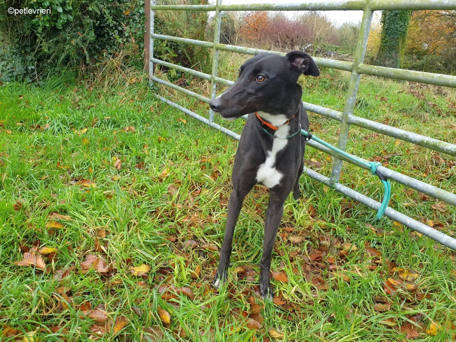 Coco adozione levrieri greyhound 1