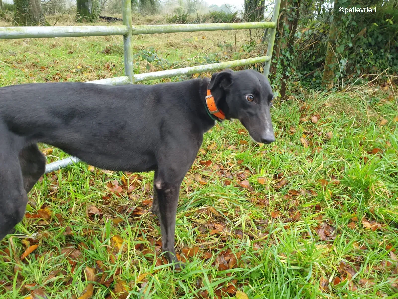 Coco adozione levrieri greyhound 2