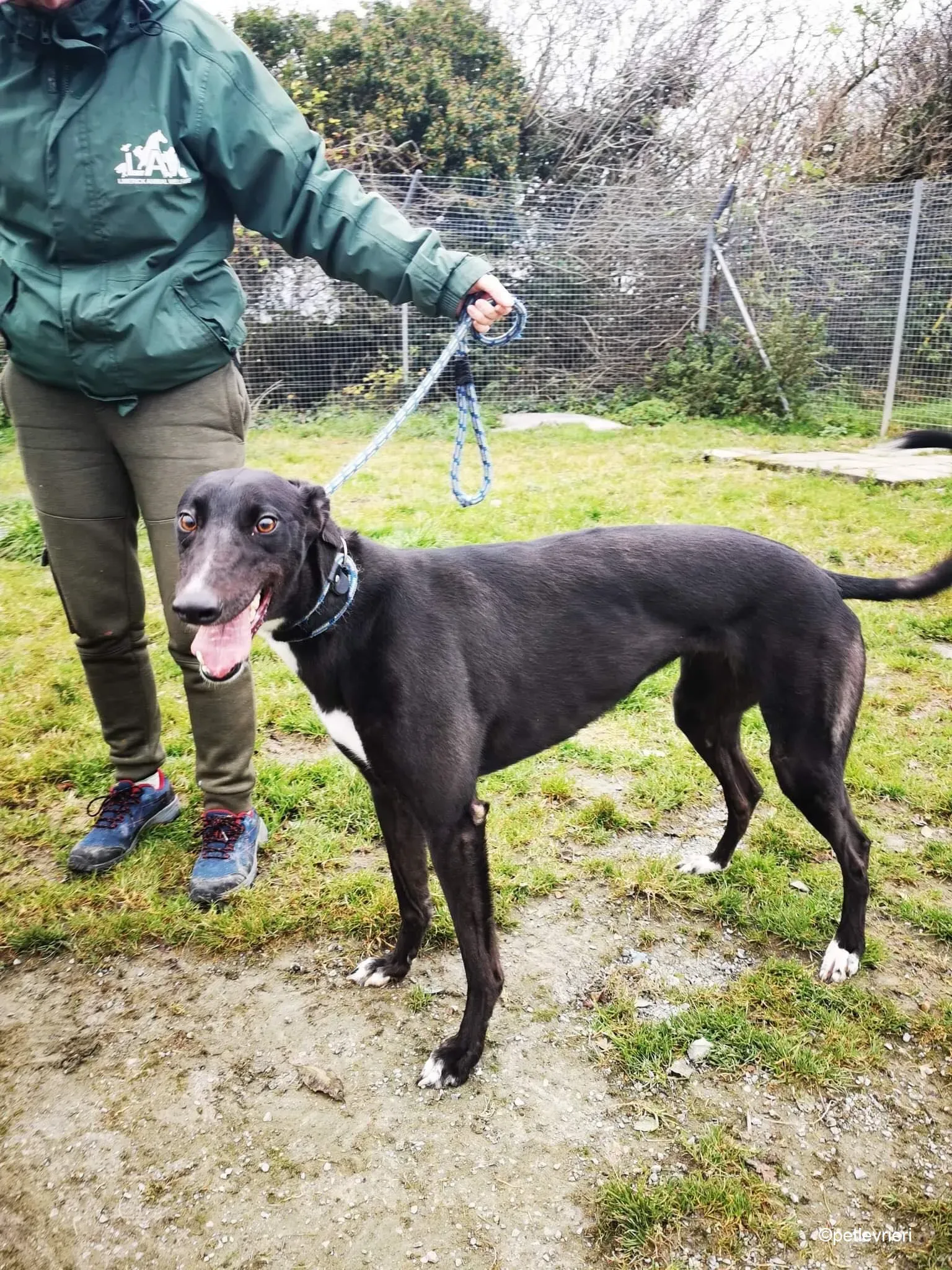 Coco adozione levrieri greyhound 3