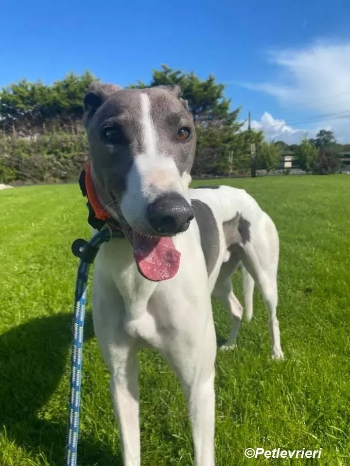 Cody adozione levrieri greyhound 1