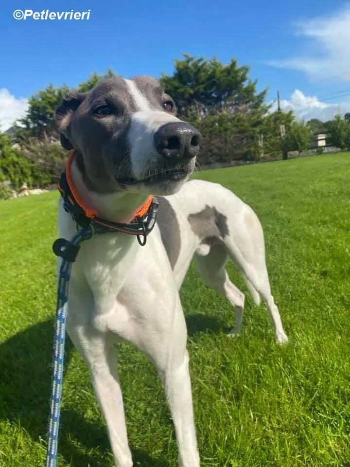Cody adozione levrieri greyhound 10