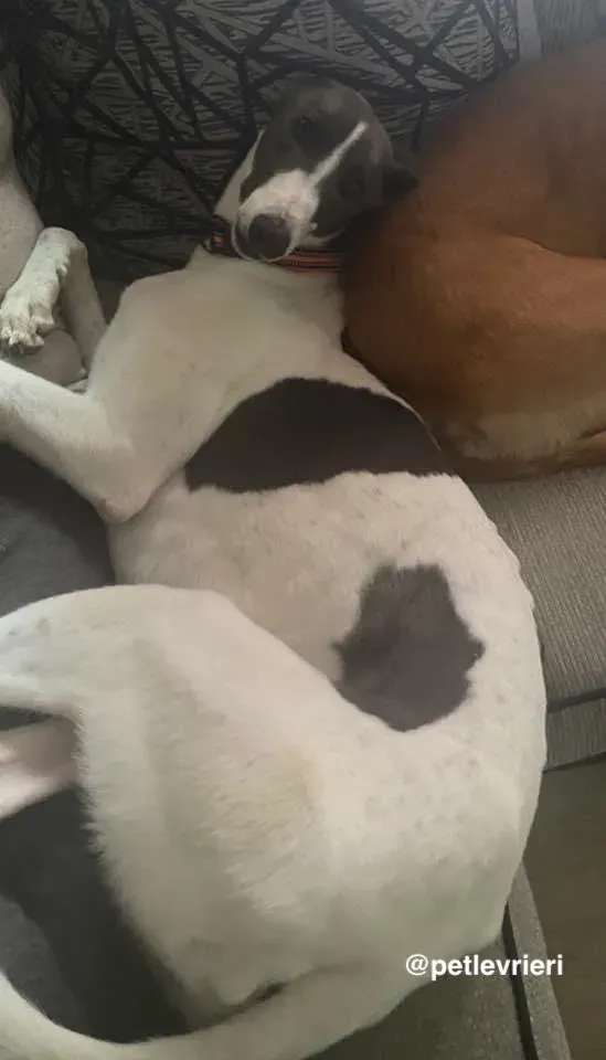 Cody adozione levrieri greyhound 16