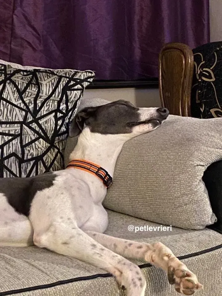 Cody adozione levrieri greyhound 17