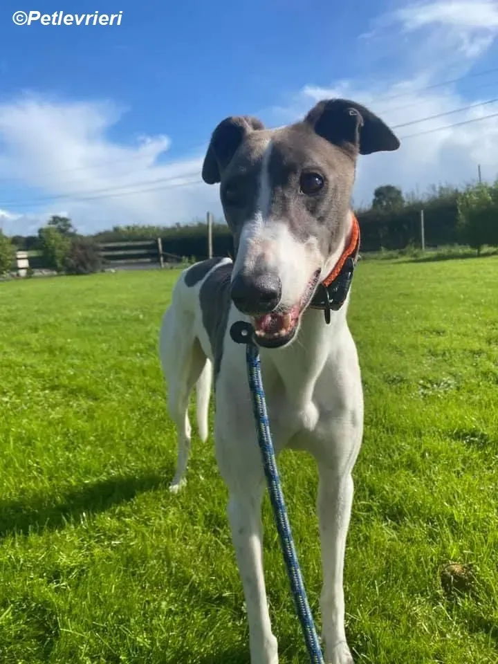 Cody adozione levrieri greyhound 2
