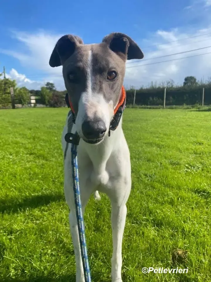 Cody adozione levrieri greyhound 3