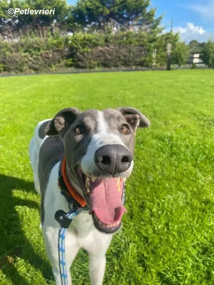 Cody adozione levrieri greyhound 4