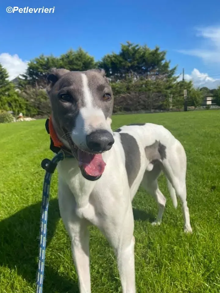 Cody adozione levrieri greyhound 5