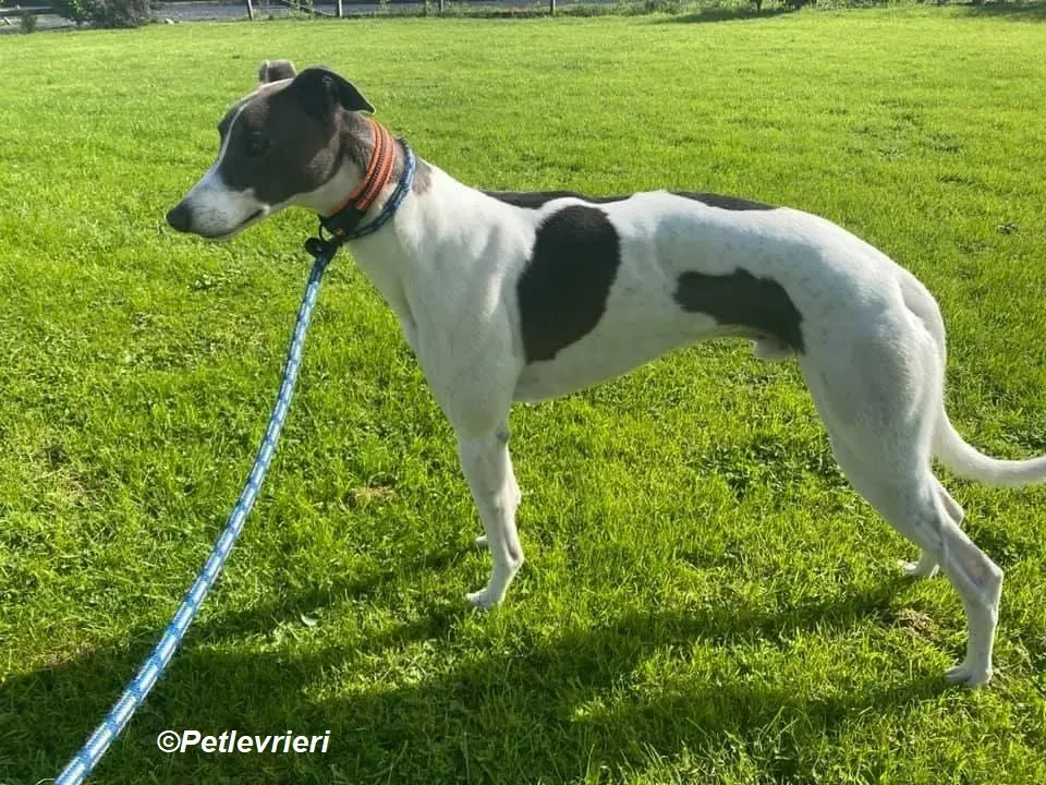 Cody adozione levrieri greyhound 6