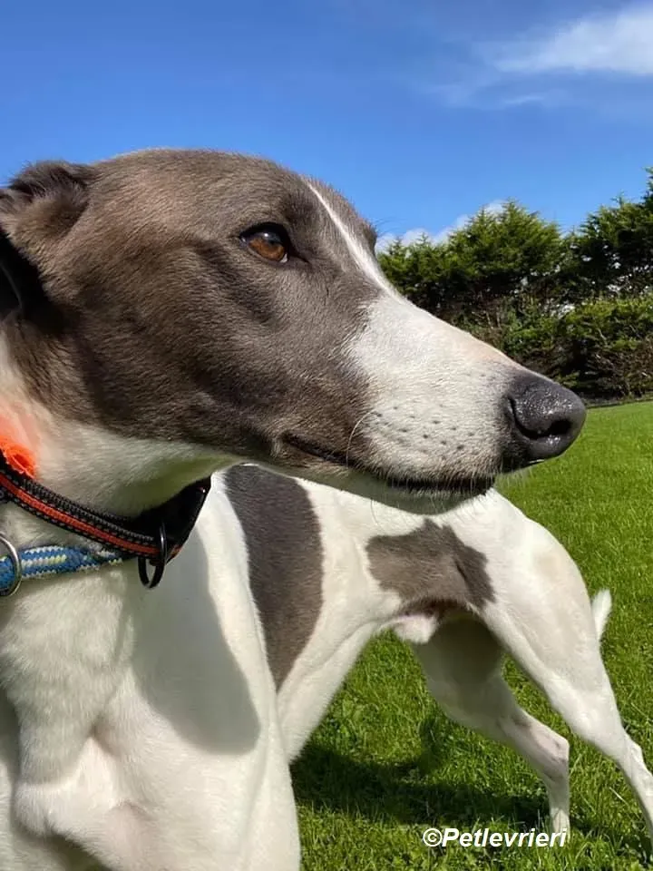 Cody adozione levrieri greyhound 7