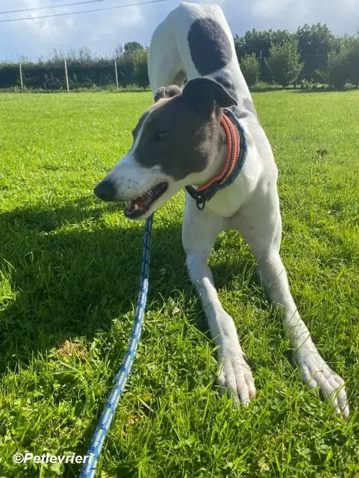 Cody adozione levrieri greyhound 8