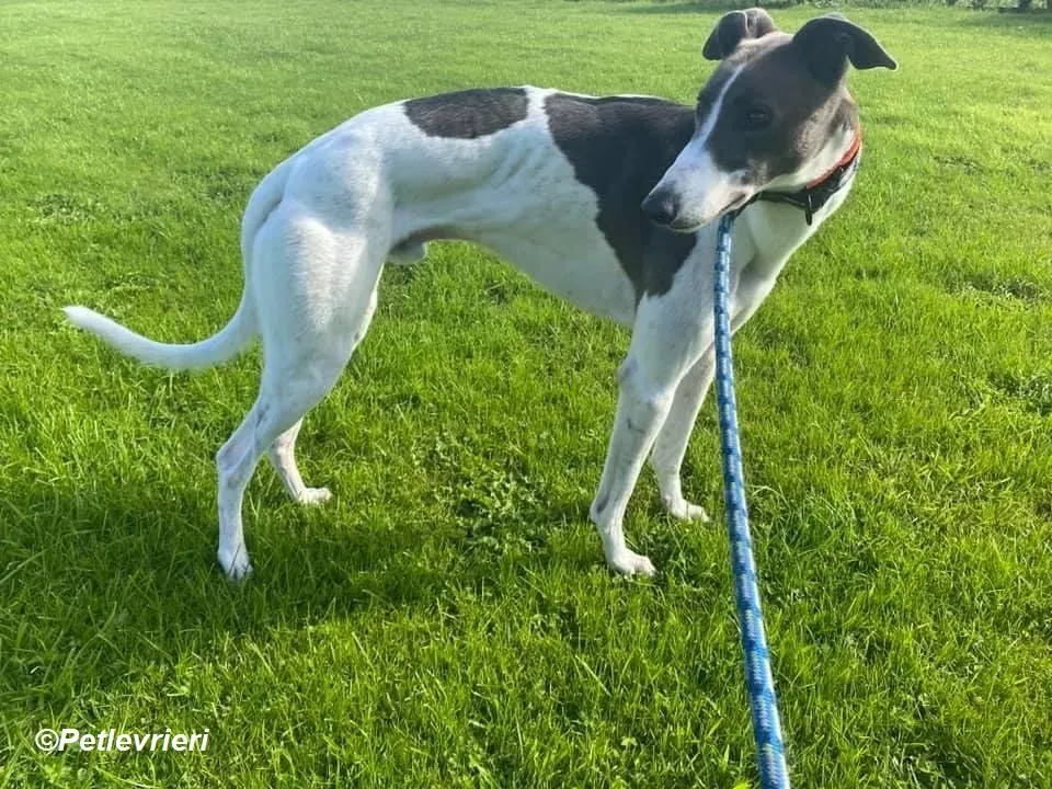 Cody adozione levrieri greyhound 9