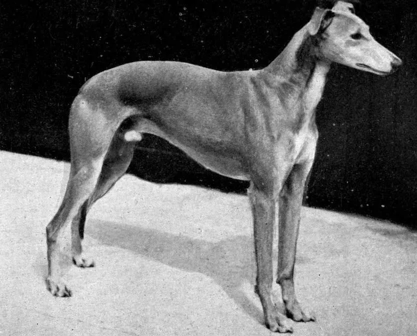 Commons Broadwater Banker Crufts winner 1910