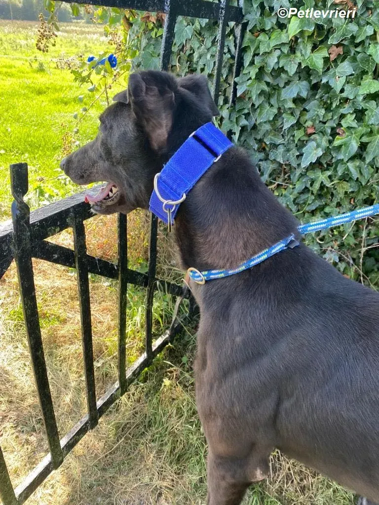 Conan adozione levrieri greyhound 1