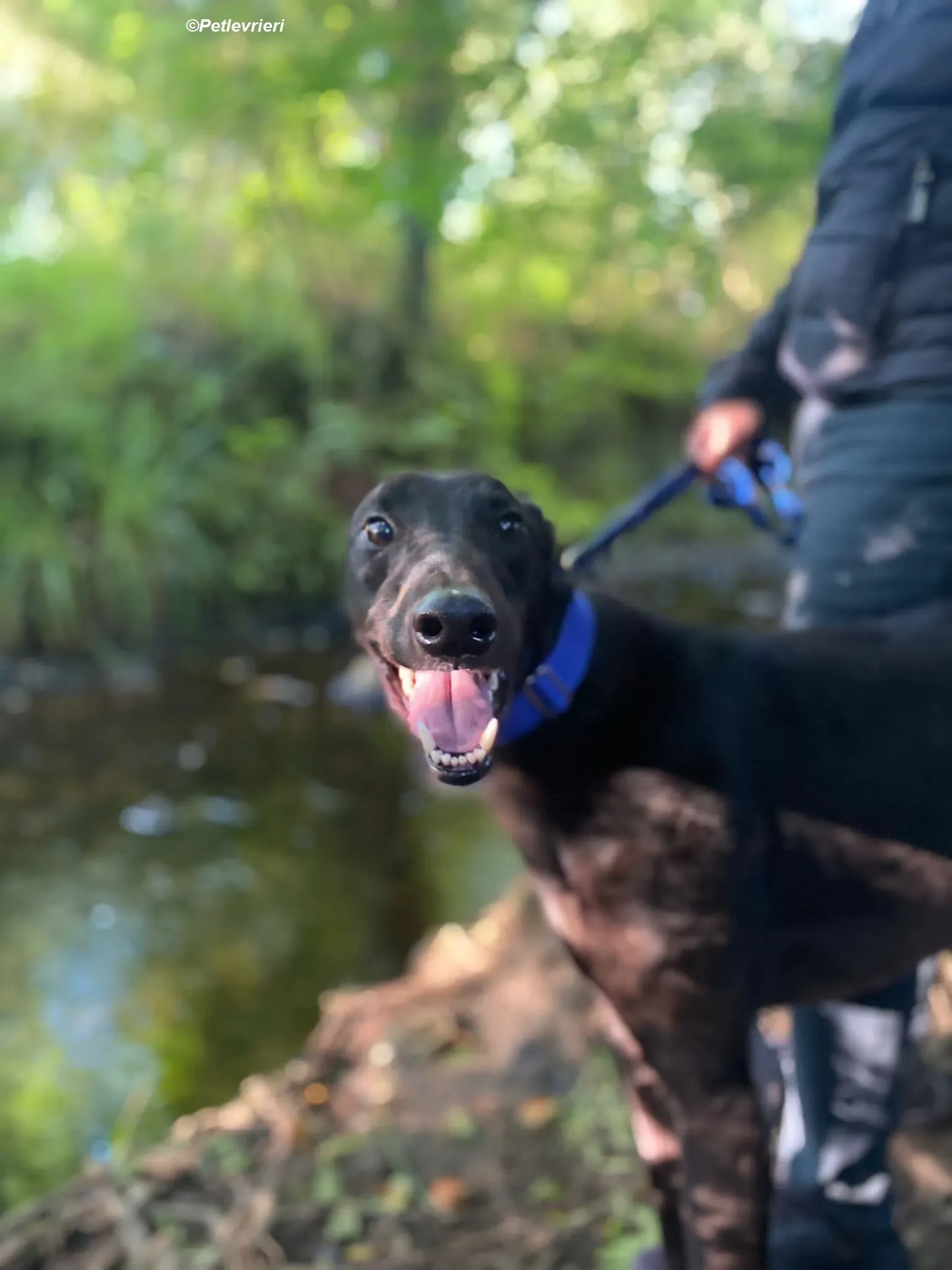 Conan adozione levrieri greyhound 10