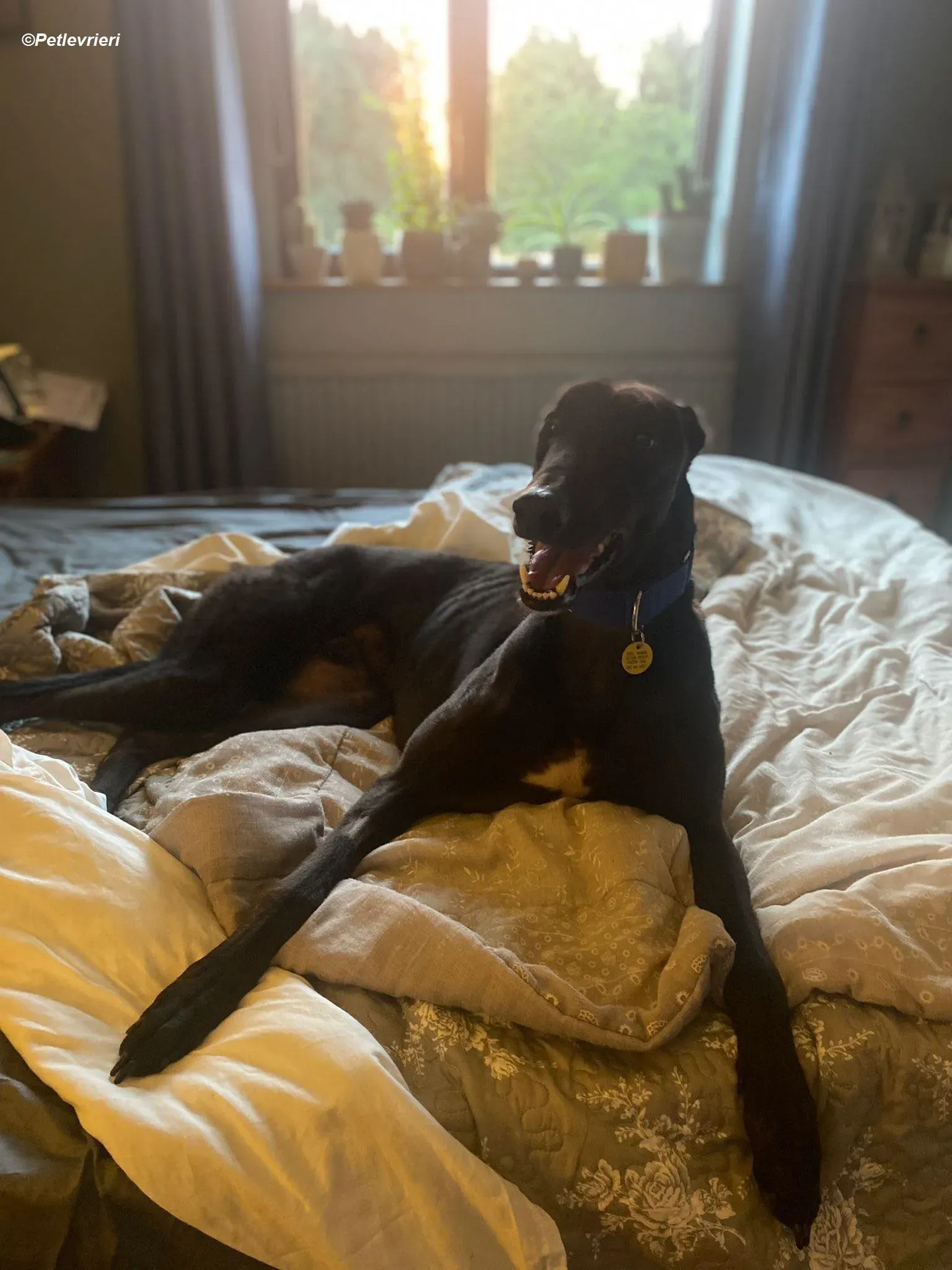 Conan adozione levrieri greyhound 11