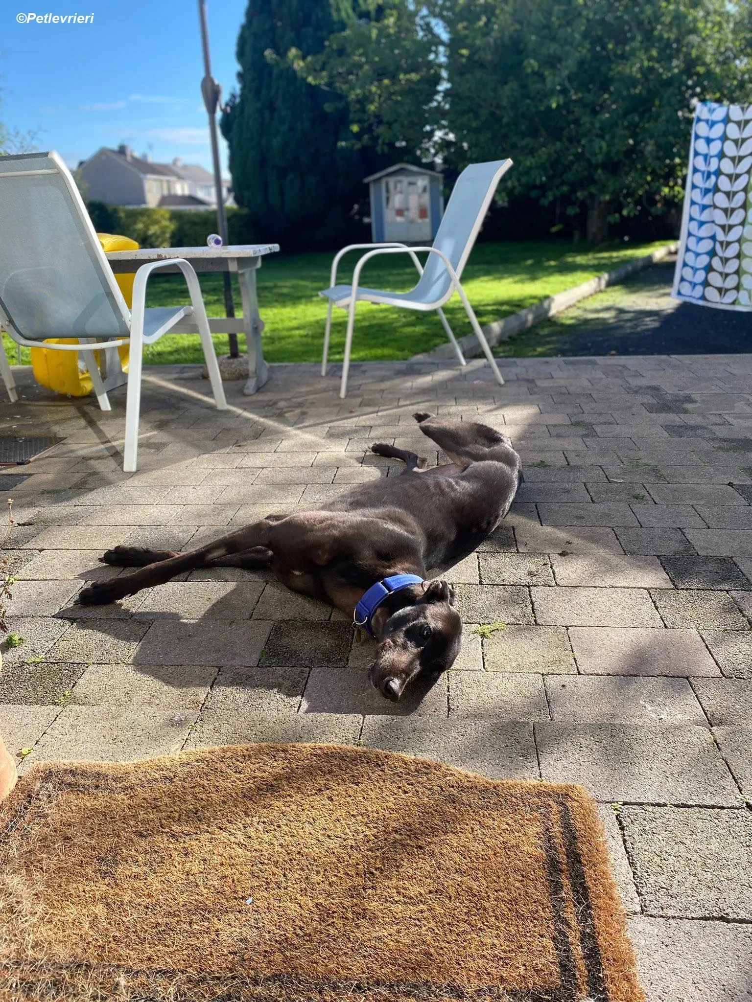 Conan adozione levrieri greyhound 12