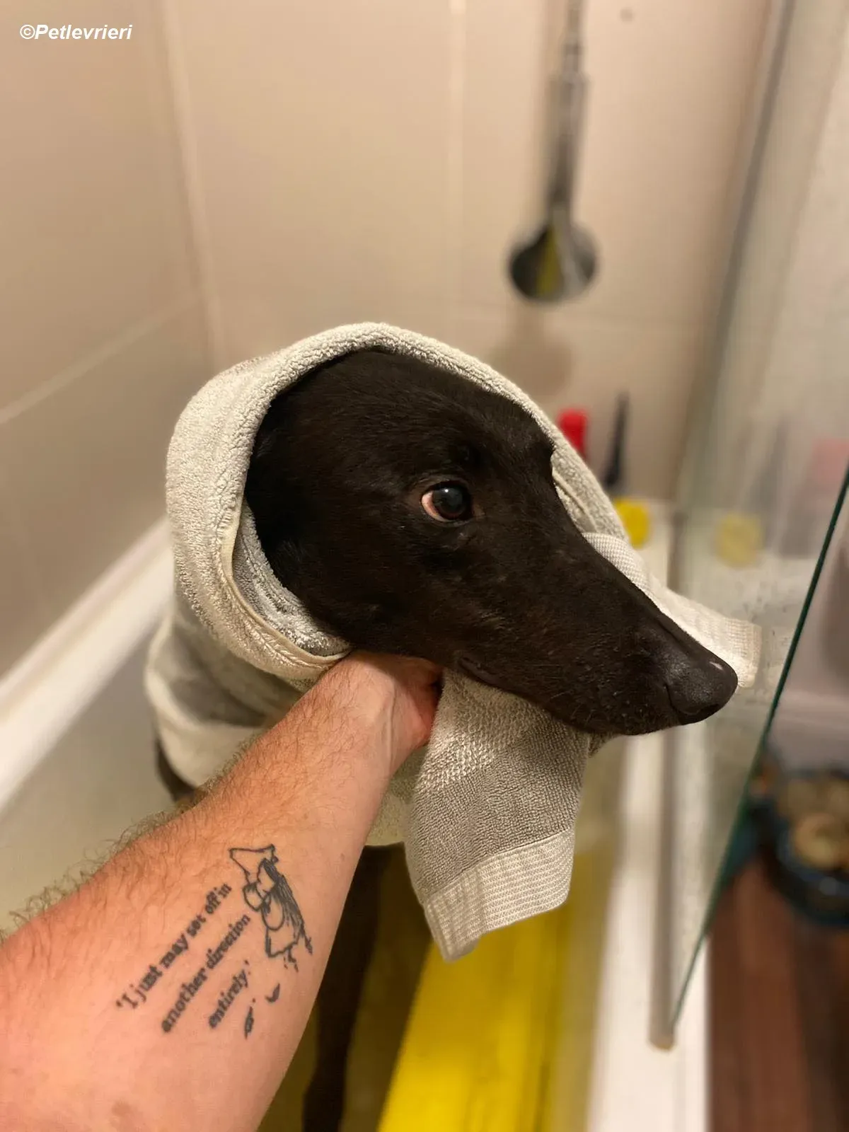 Conan adozione levrieri greyhound 13