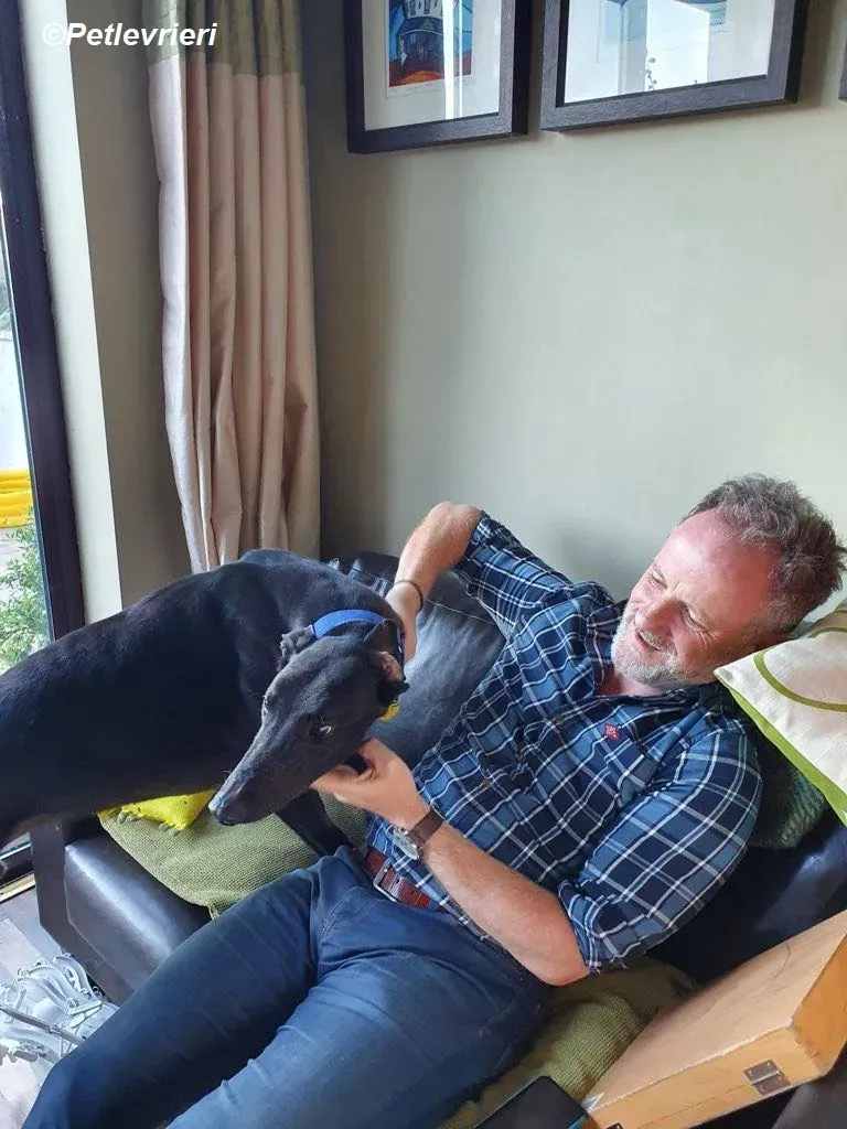 Conan adozione levrieri greyhound 14