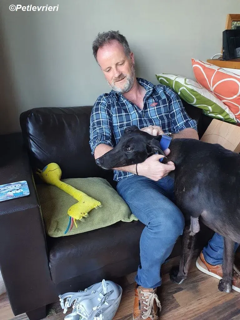 Conan adozione levrieri greyhound 15