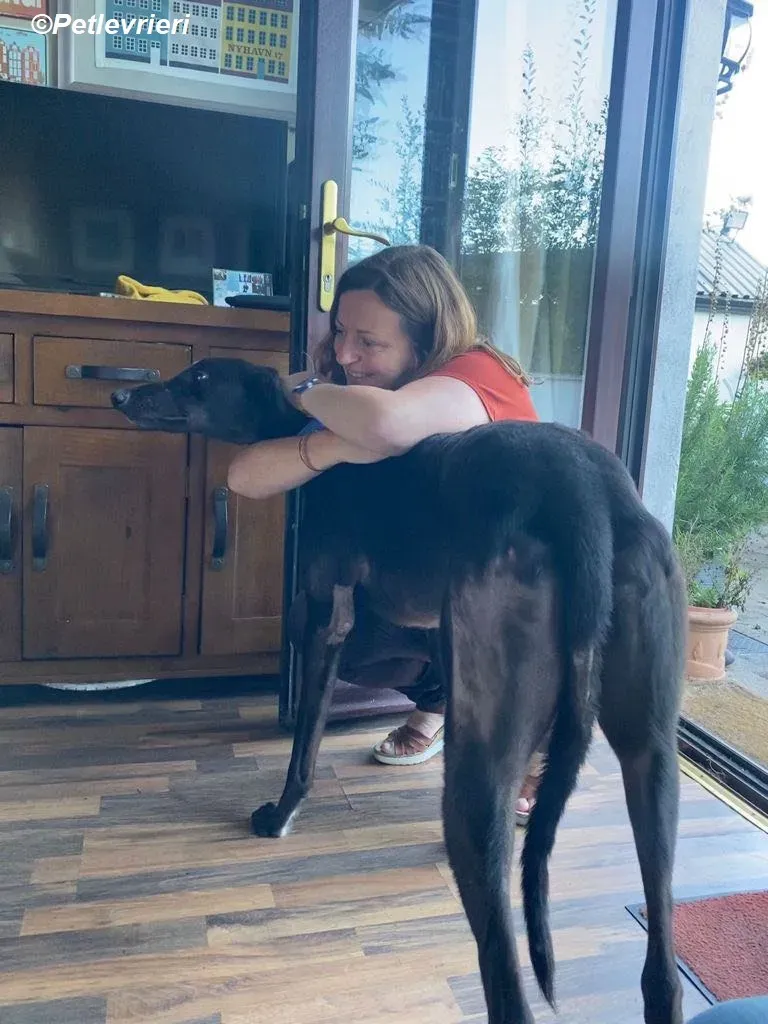 Conan adozione levrieri greyhound 16