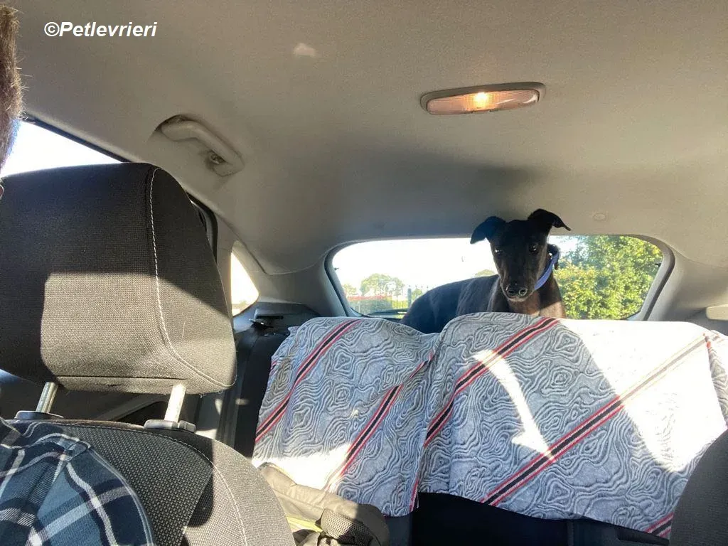 Conan adozione levrieri greyhound 17