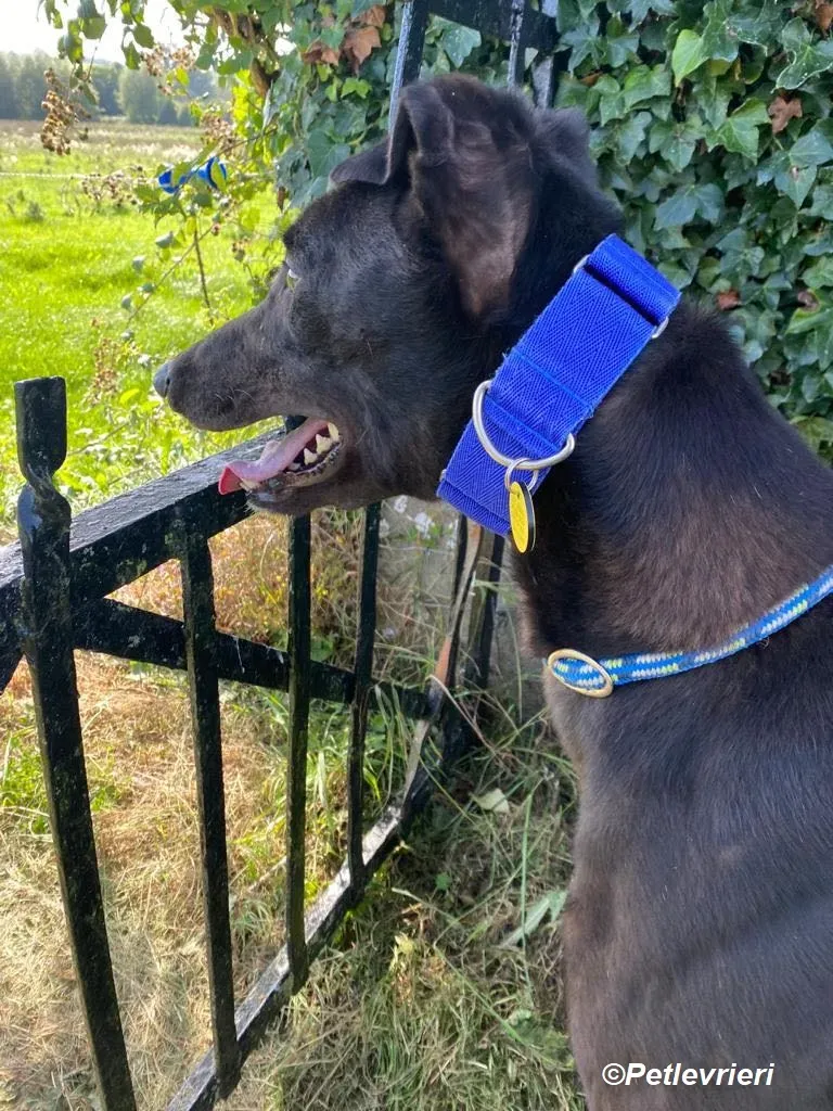 Conan adozione levrieri greyhound 2