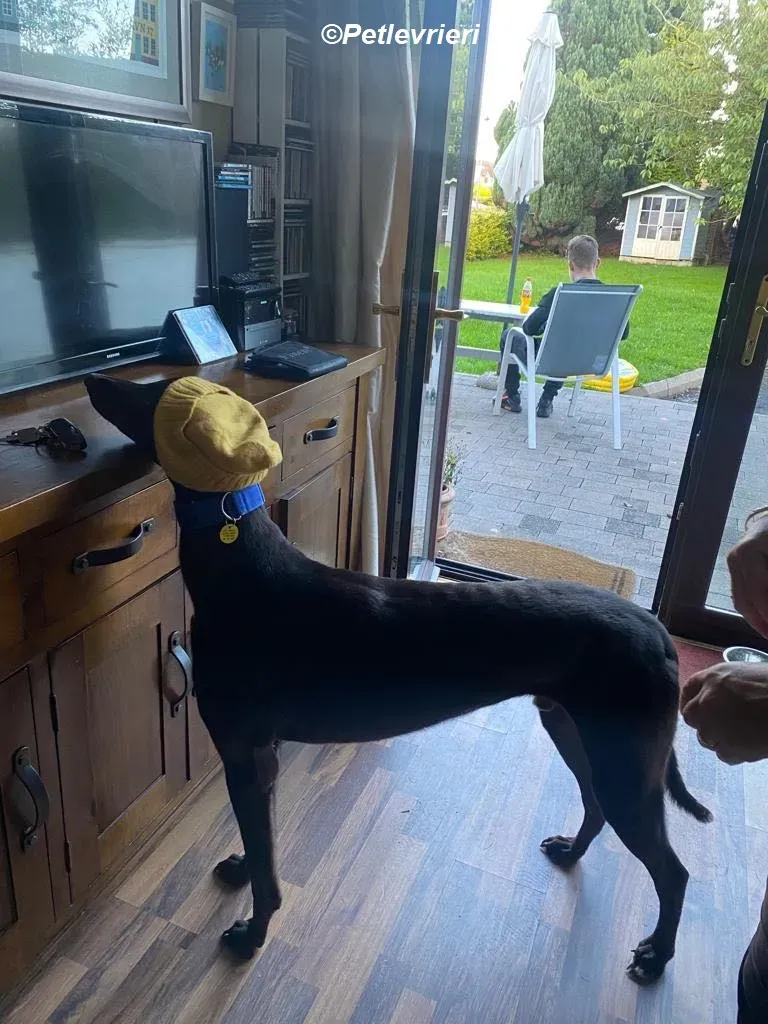 Conan adozione levrieri greyhound 20