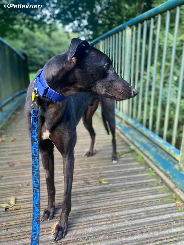 Conan adozione levrieri greyhound 22