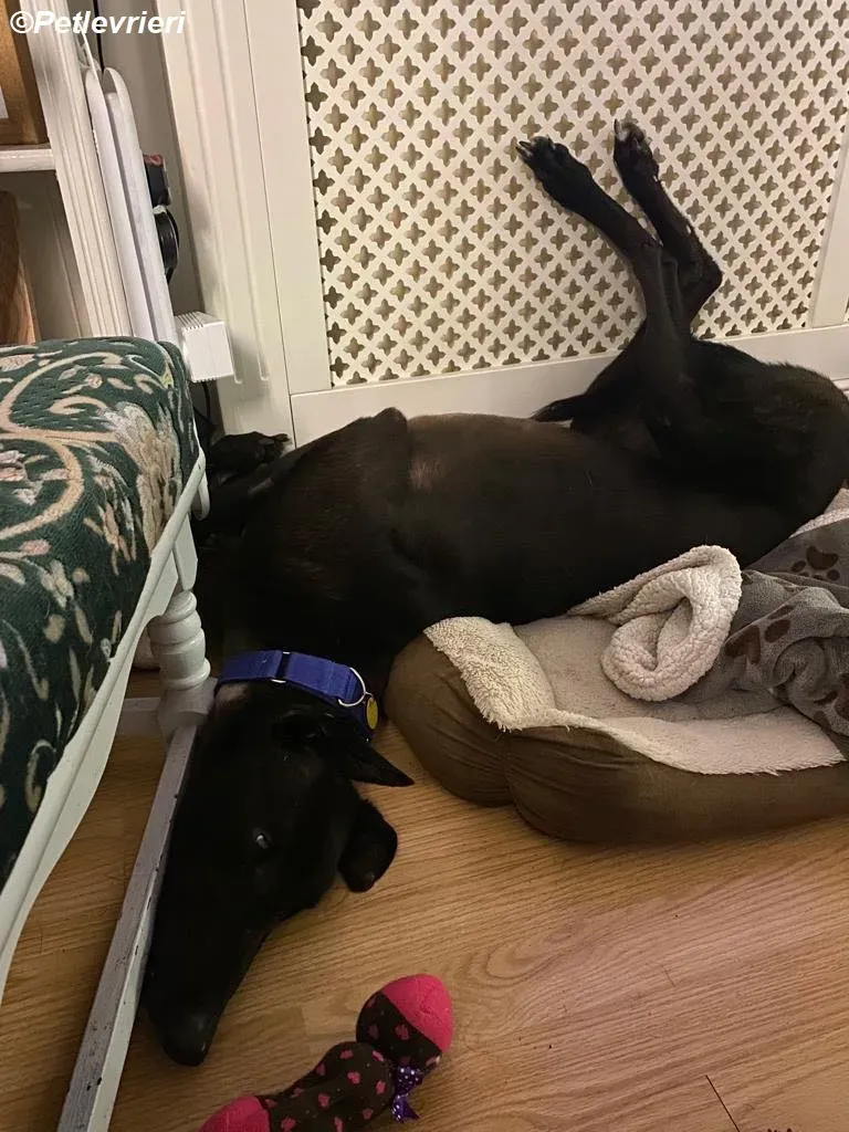 Conan adozione levrieri greyhound 25