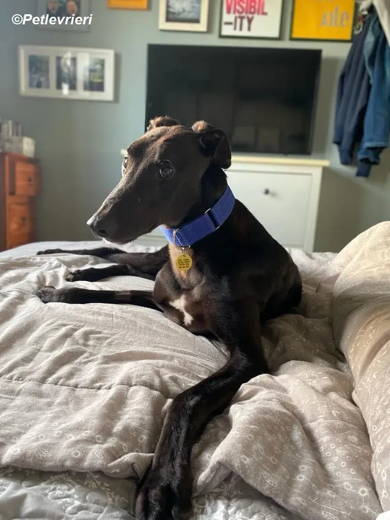 Conan adozione levrieri greyhound 26