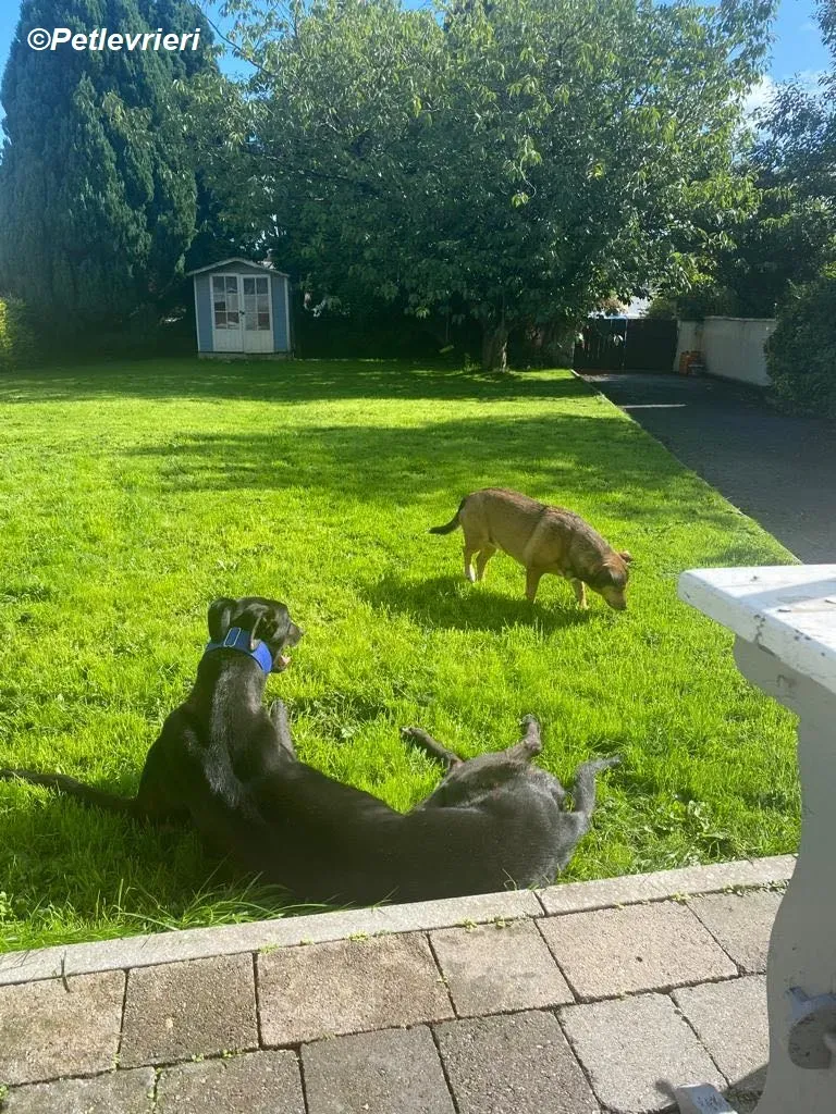 Conan adozione levrieri greyhound 28