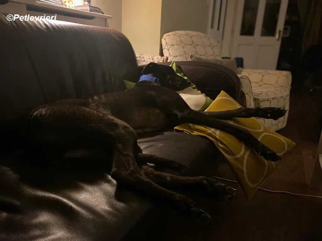 Conan adozione levrieri greyhound 29