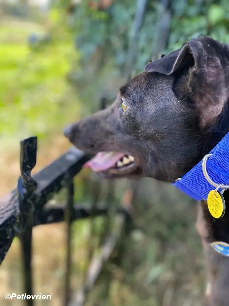 Conan adozione levrieri greyhound 3