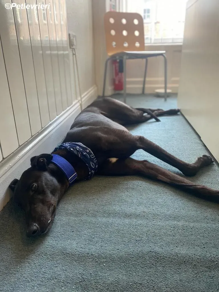 Conan adozione levrieri greyhound 30