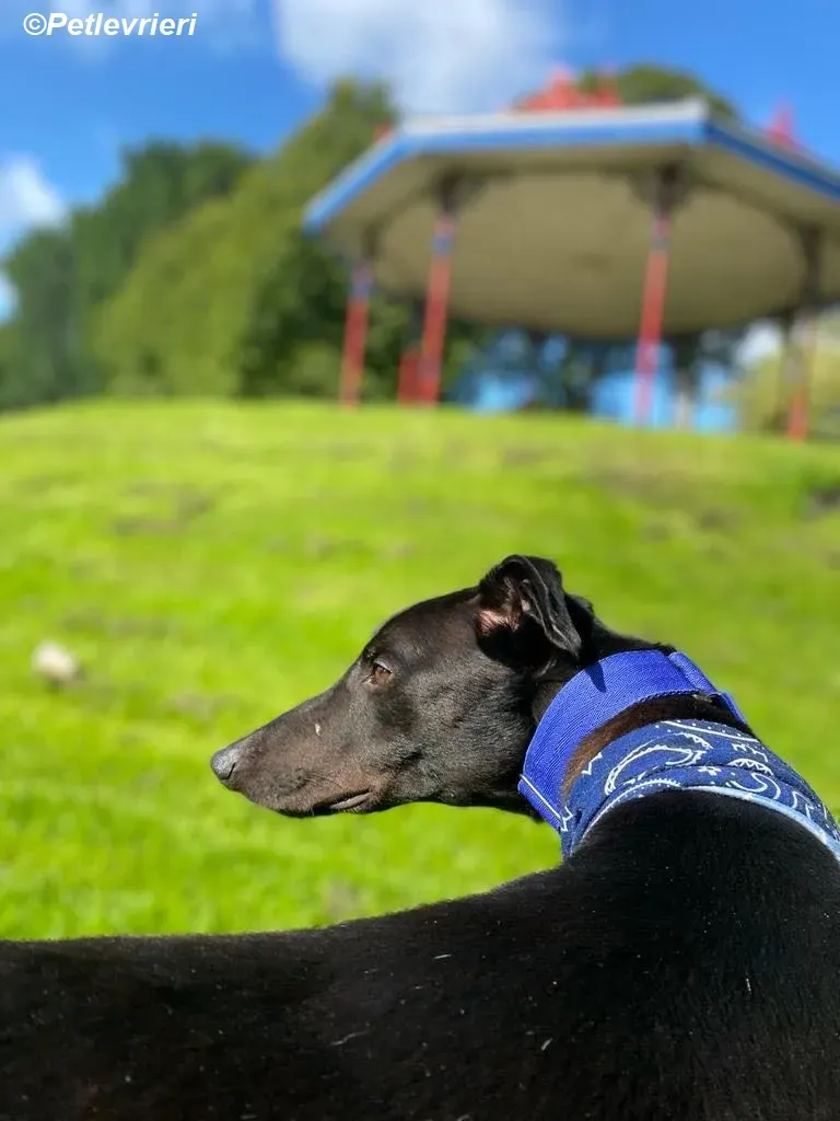 Conan adozione levrieri greyhound 31