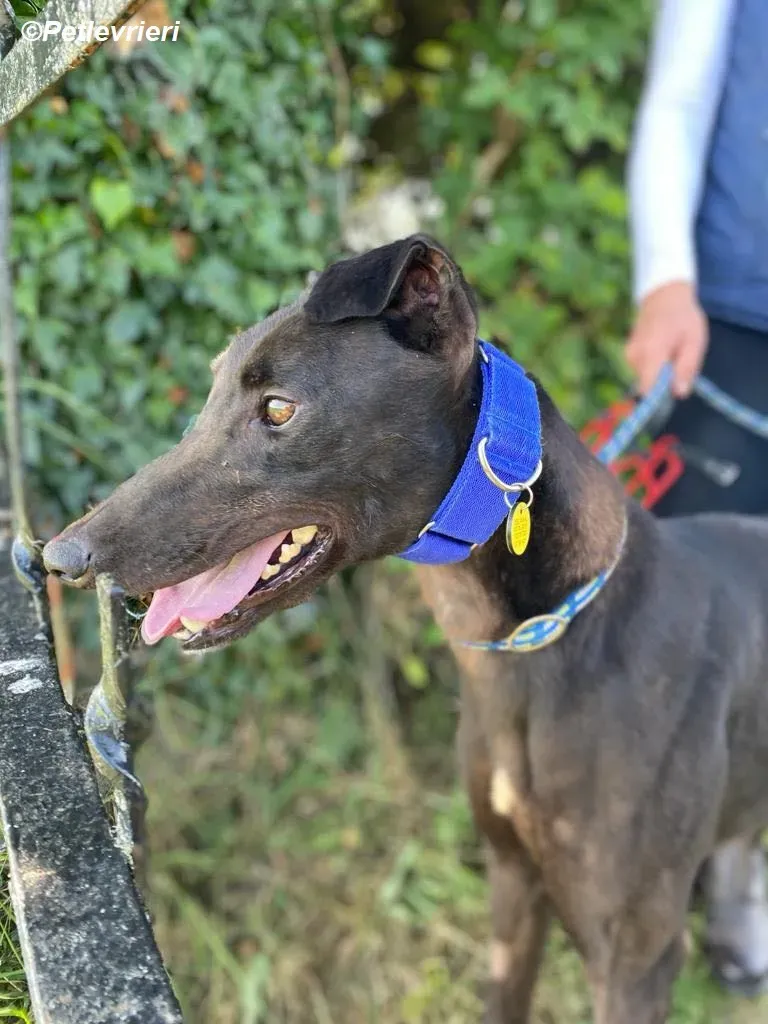 Conan adozione levrieri greyhound 4