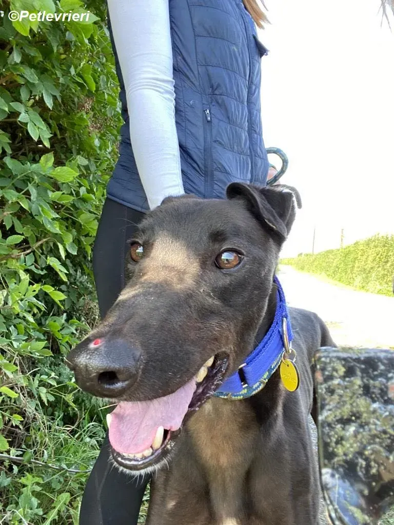 Conan adozione levrieri greyhound 5