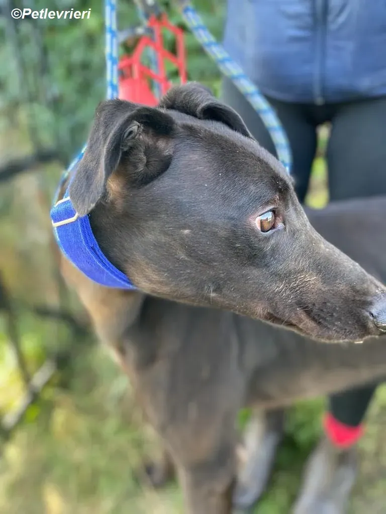 Conan adozione levrieri greyhound 6