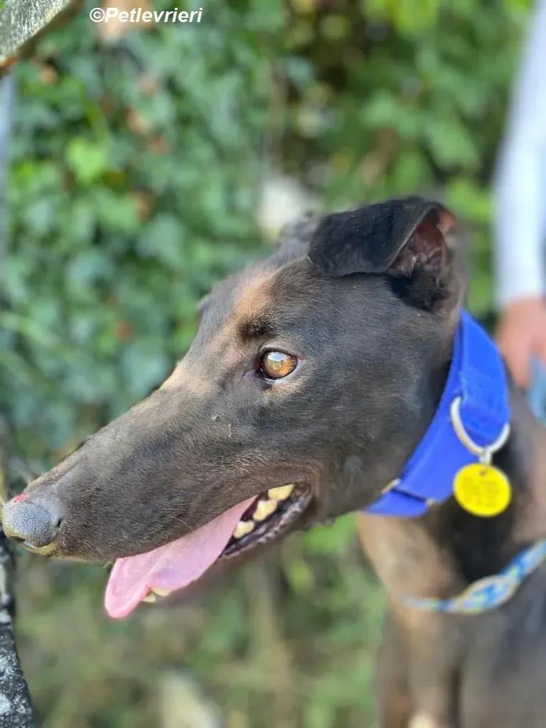 Conan adozione levrieri greyhound 7