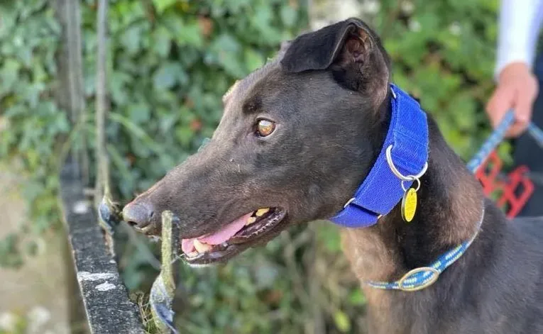 Conan adozione levrieri greyhound 8 e1630998430706