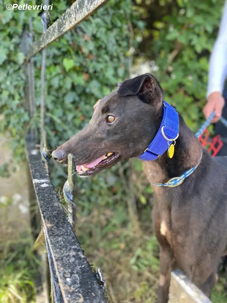 Conan adozione levrieri greyhound 8